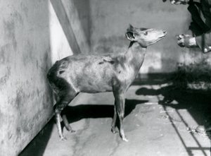 Un duiker d